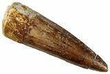 Fossil Spinosaurus Tooth - Real Dinosaur Tooth #327854-1